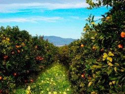 naranjas