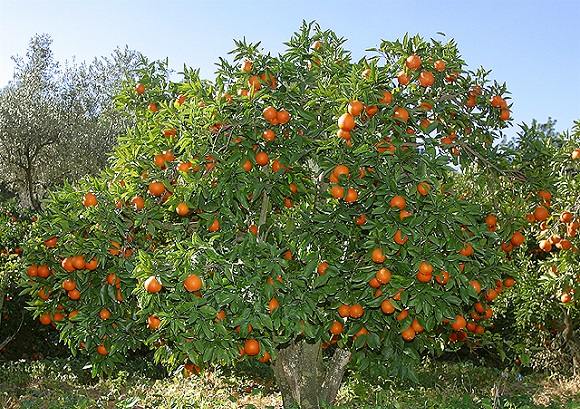 Afacere profitabilă! Vindeau portocale furate de pe plantațiile din Valencia