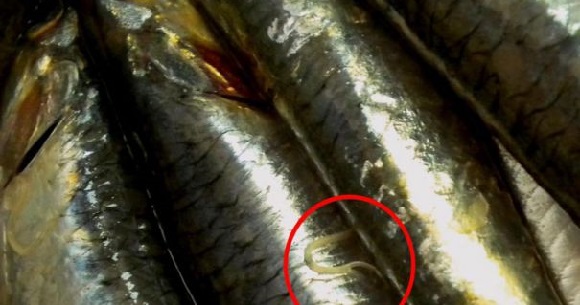 Pește cu viermi din Spania, vândut în România