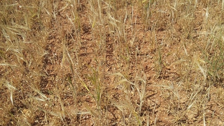 Spania. Producția de cereale, grav afectată. Cel mai scăzut nivel din ultimii 20 de ani