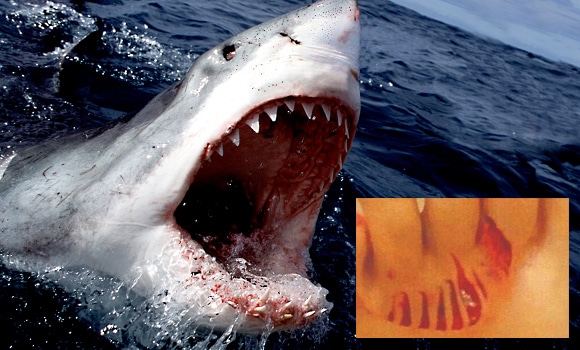 Alertă pe o plajă din Spania! O fetiță de 11 ani a fost atacată de un rechin