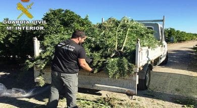 palante de marijuana confiscate la Valencia