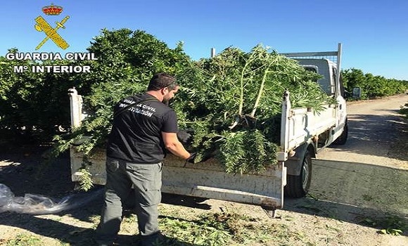 Valencia. Cultivau marijuana între portocali. Un român și un spaniol reținuți